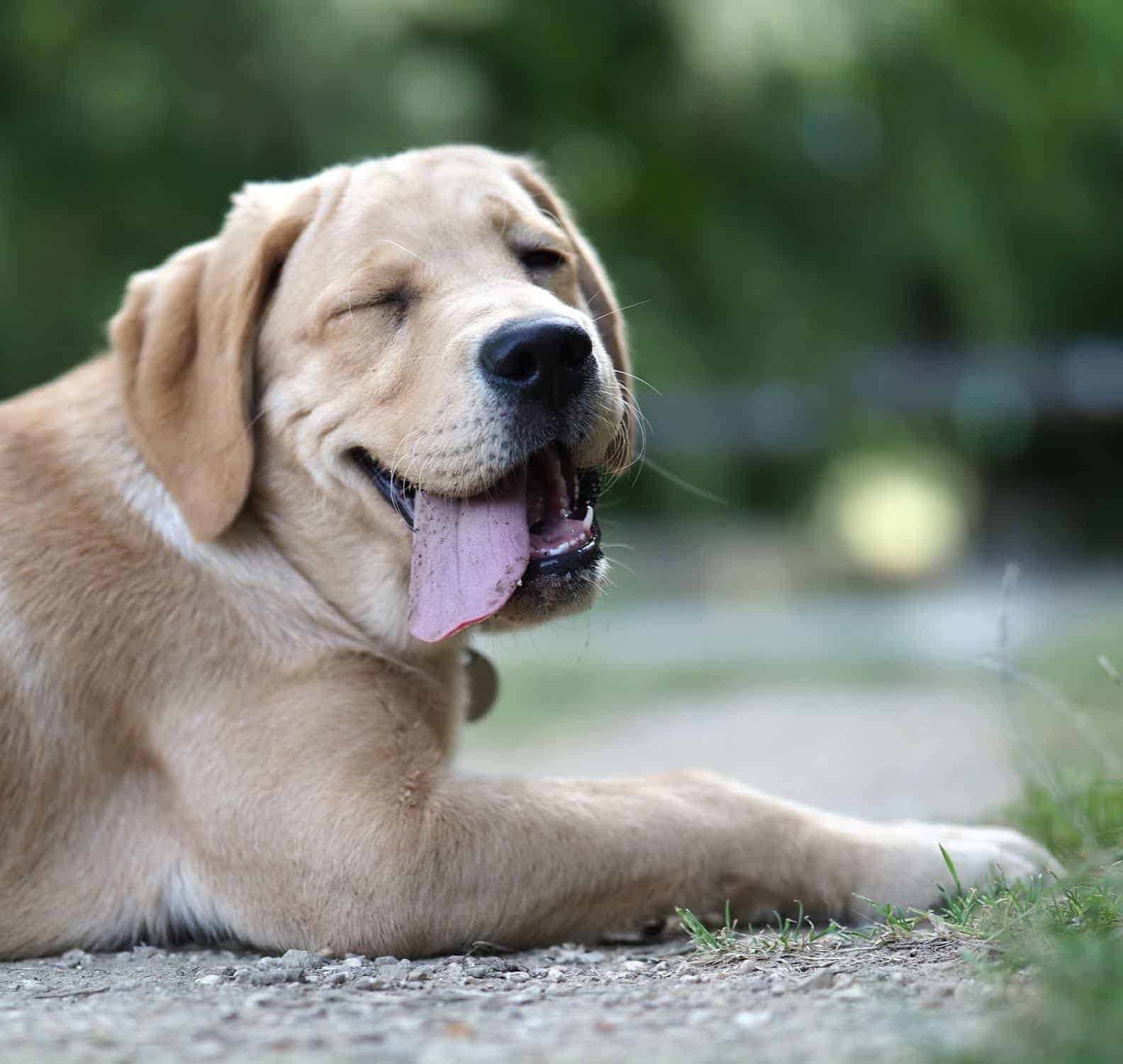 Labrador souriant vers l'objectif