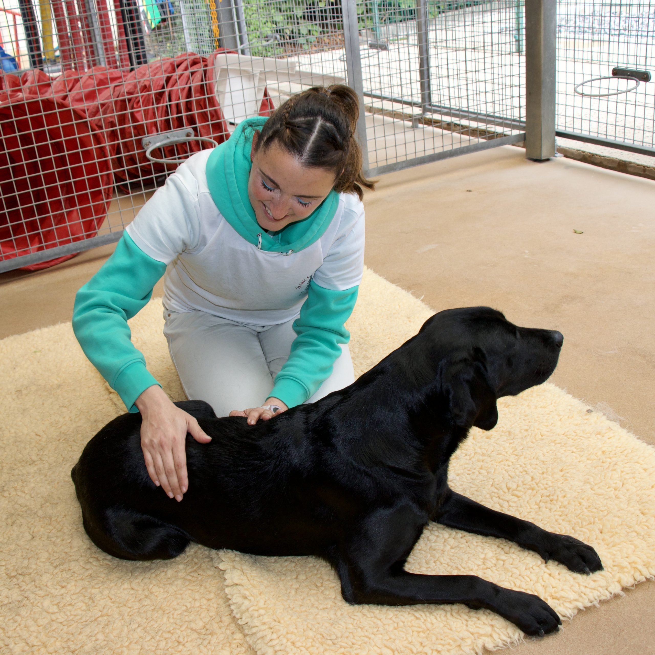 Chloé est en train de faire un exercice de palpation sur un chien pour trouver une éventuelle zone de douleur cachée