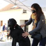 Toulouse et sa famille en brossage au bandeau