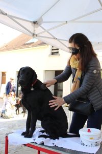 Toulouse et sa famille en brossage au bandeau