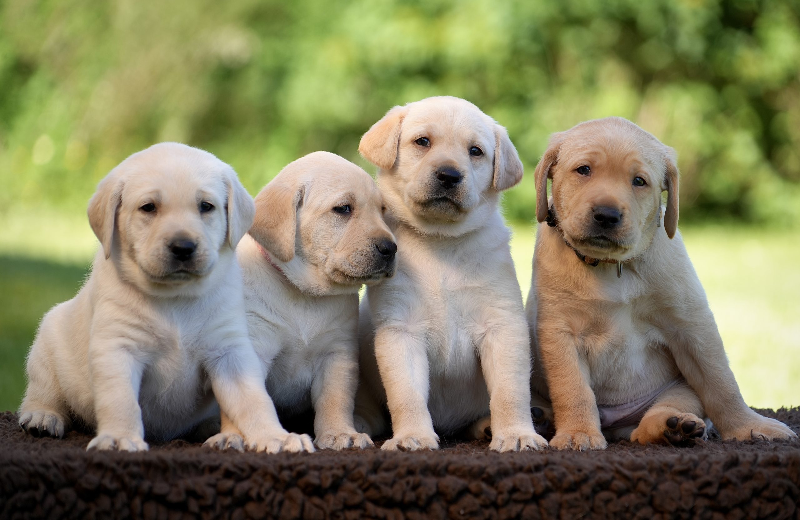 Aya, Appy, Artic et Astro les petits de Persée