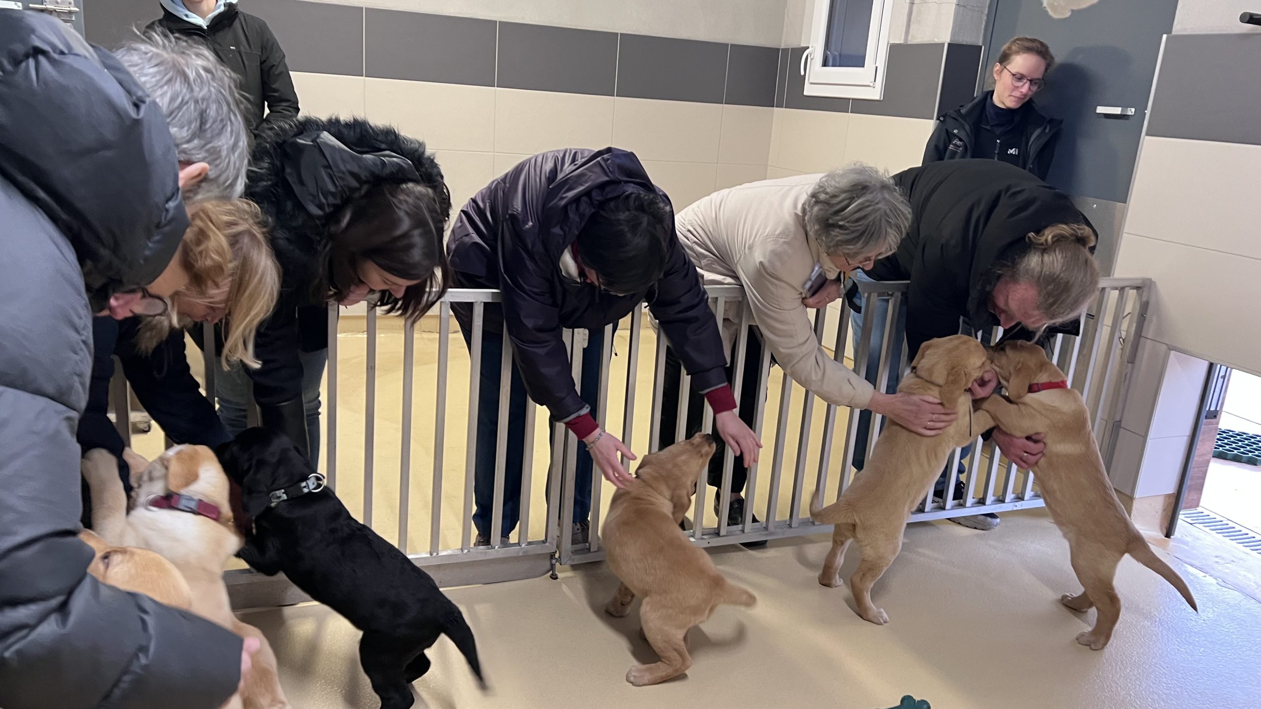 Photo lors de la journée de perf à Buc, découverte des chiots de l'élevage pour les DV