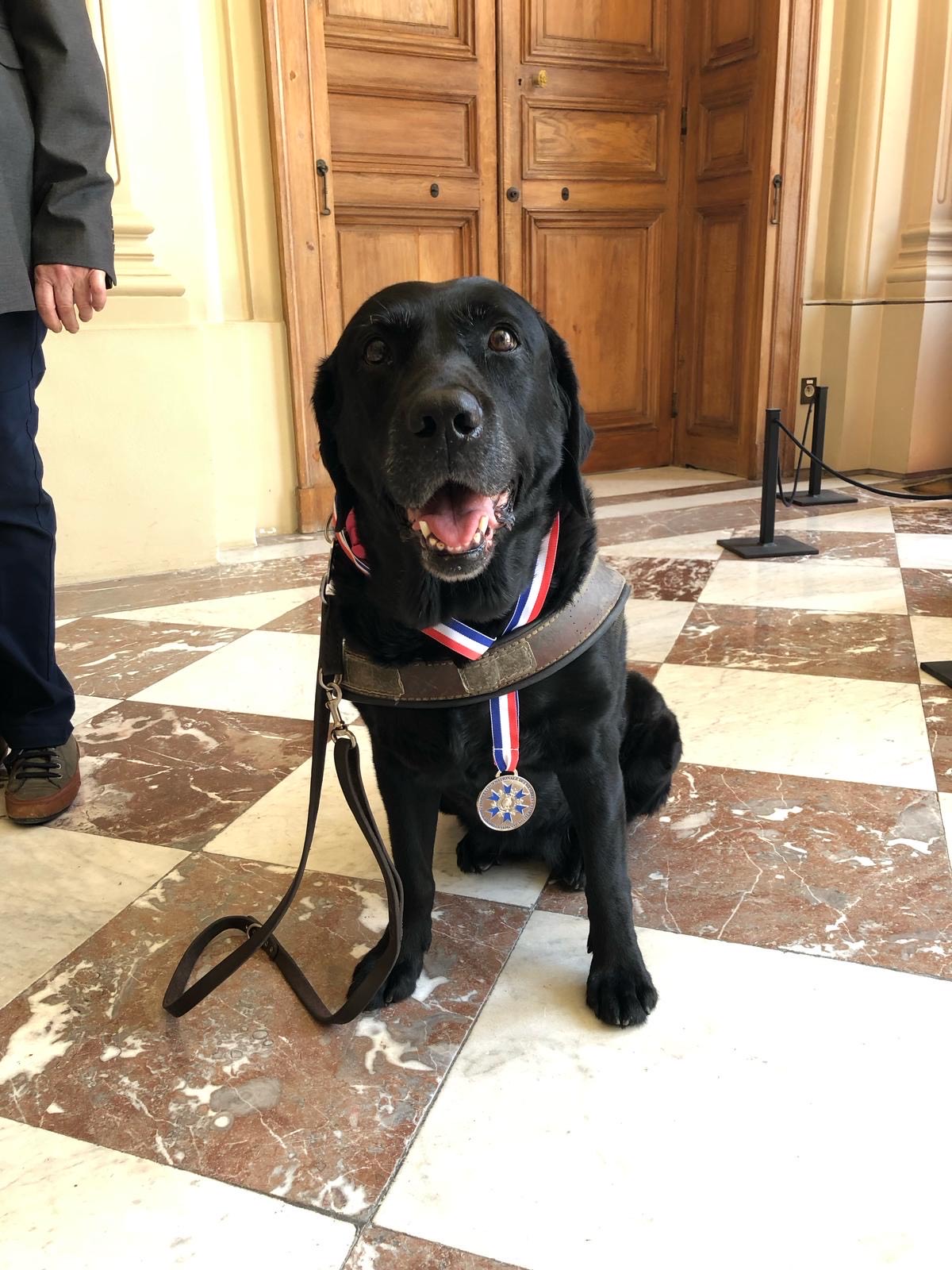 Photo d’un labrador noir assis, portant autour du cou la médaille du "Trophée des Aidants 2025".