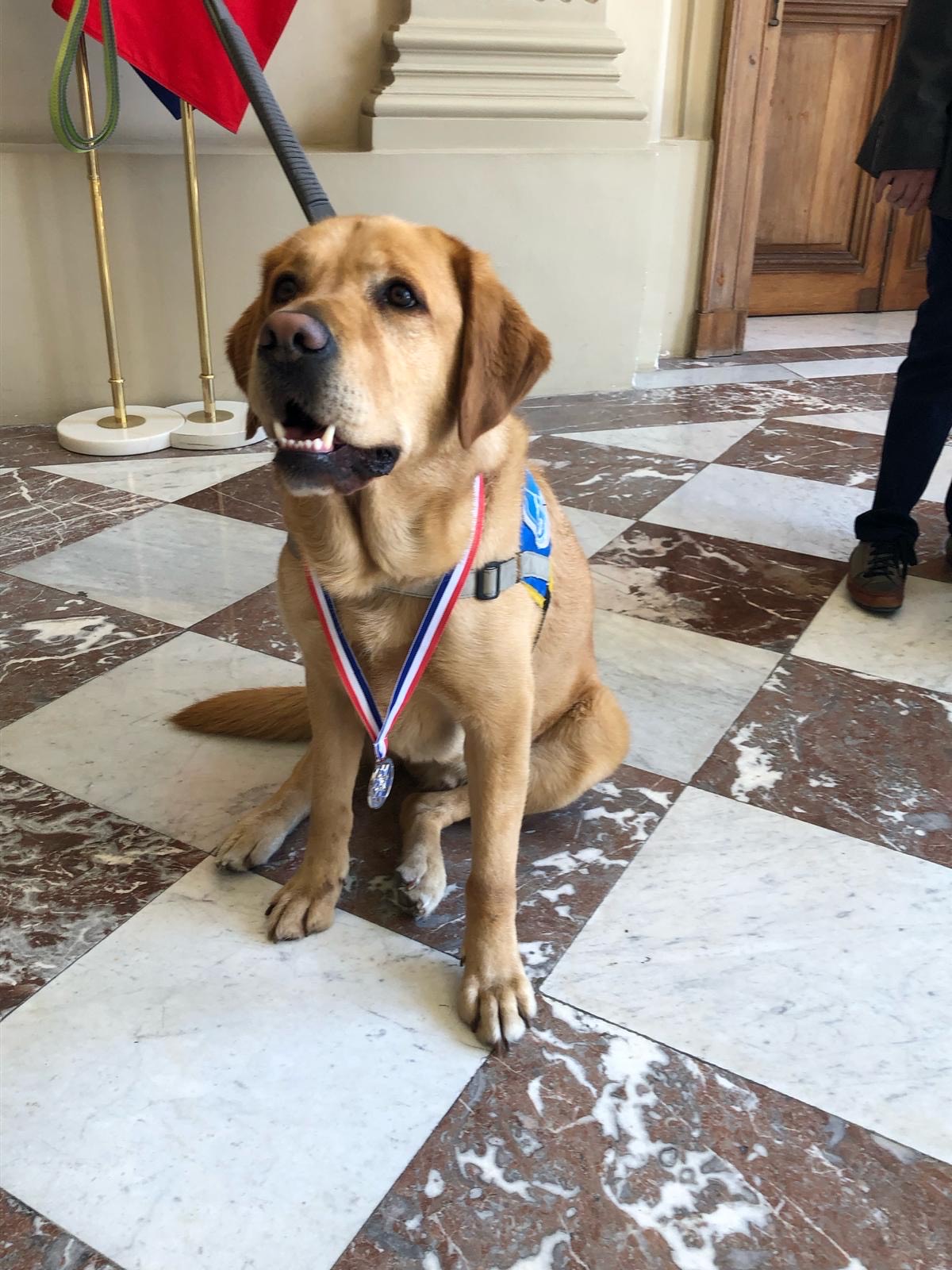 Photo d’un labrador beige assis, portant autour du cou la médaille du "Trophée des Aidants 2025".