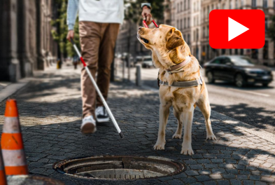 Photomontage d’un labrador guidant son maître, en lui faisant éviter une plaque d’égout.